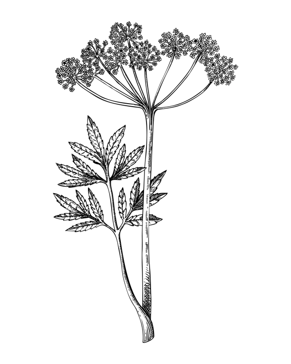 Water hemlock sketch. Poisonous plant drawing. Cicuta hand-drawn vector illustration. Witchcraft, herbal remedies, medicinal plants, apothecary.  NOT AI genereted